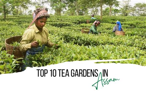 Top 10 Assam Tea Gardens in India – Golden Tips