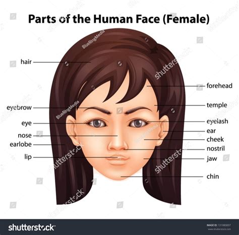 Image result for Face Features
