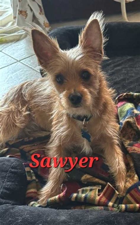 Ring in 2025 with a New Best Friend! Special Adoption Event at Craft ...