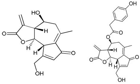 Medicinal Use of Chicory (Cichorium intybus L.)