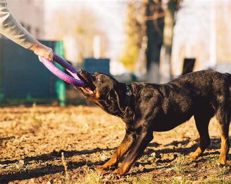 Tips to Train your Pets to Stop Biting – PETOLY.in