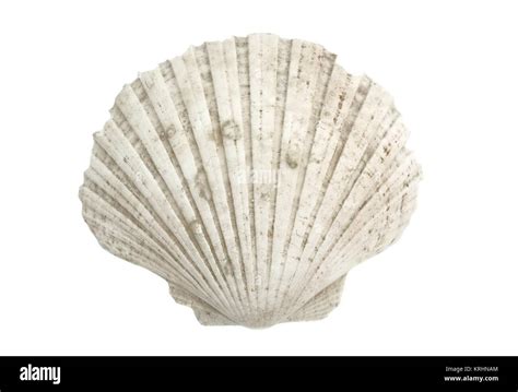 Image result for Scallop Shell Inside