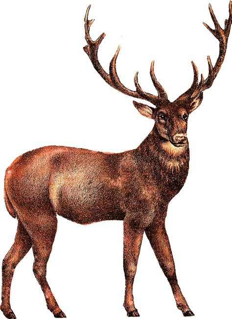 Elk Transparent Clipart - Full Size Clipart (#3838625) - PinClipart