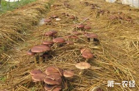 安徽合肥利用废弃稻草栽种各种菌菇 - 地方动态 - 第一农经网