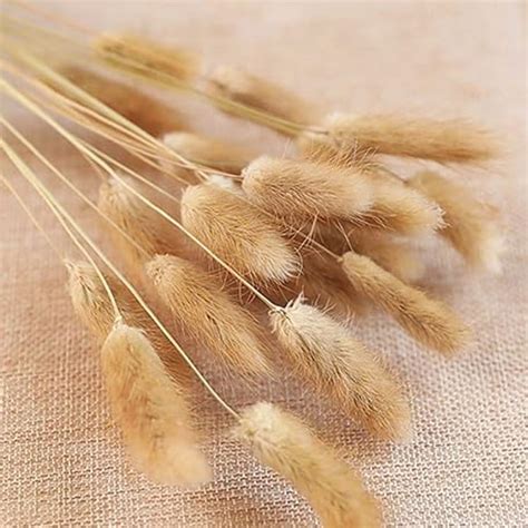 Buy HOMESAKE Set of 30 Natural Dried Pampas Grass - 55cm from Homesake ...
