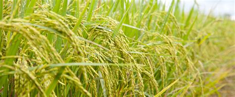 Can Biofortified Crops Reduce Malnutrition in Bihar? | Economic and ...
