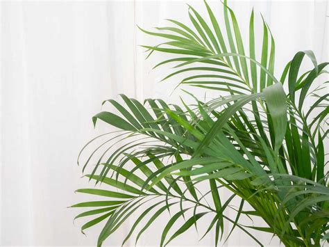 Plant Indoor Palm