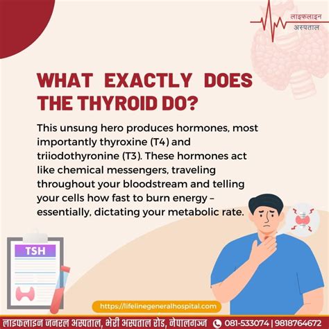 Thyroid: The Tiny Gland That's Big for Your Health