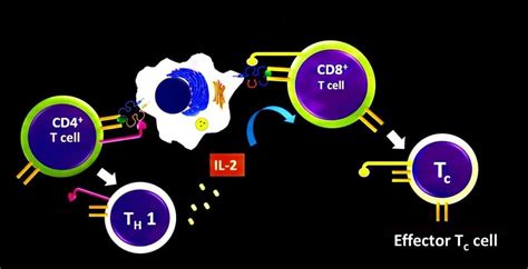 Cytotoxic T-cell Activation 的图像结果