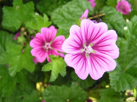 John Starnes' Urban Farm: Malva sylvestris