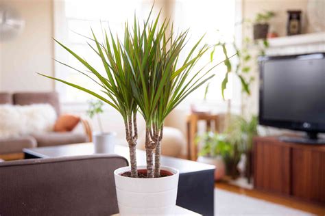 Dragon Tree: Indoor Plant Care & Growing Guide
