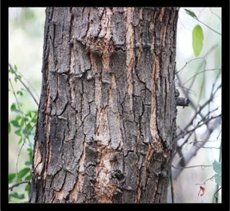 CSIR-NEERI Biodiversity Portal