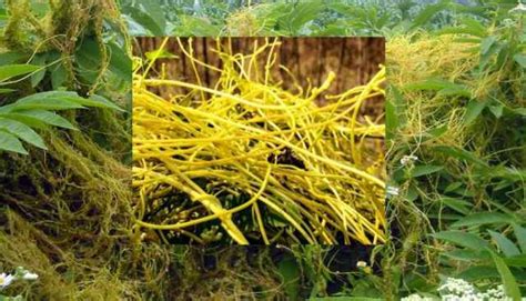 अमरबेल (अमर लता ) से फसल एवं पेड़ पोधों से इस प्रकार नष्ट करें