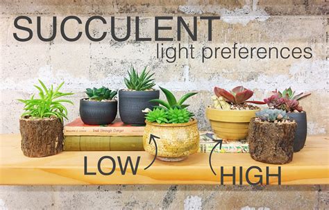 Succulent Care Guide: High vs Low Light Succulents — Retro Den