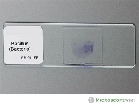 Image result for Microscope Slide Techniques