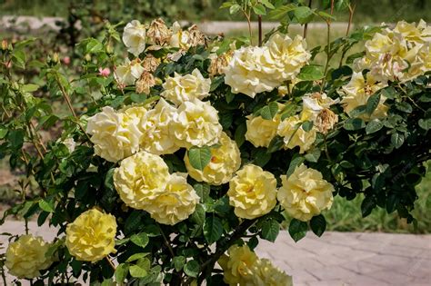 Premium Photo | Yellow color rose bloomed in garden this picture is the ...