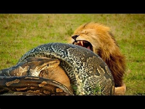 Image result for Python Eating Lion