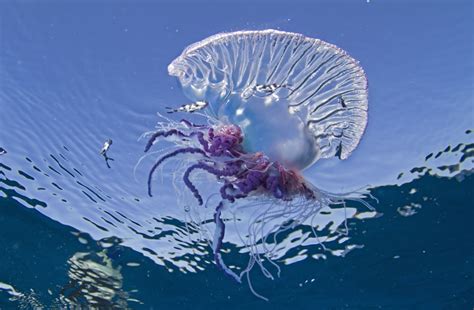 Image result for Alien at Dinner