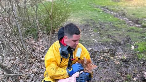 Longmeadow crews rescue dog after being stuck in the mud