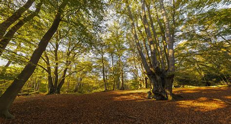 Image result for Equirectangular Forest