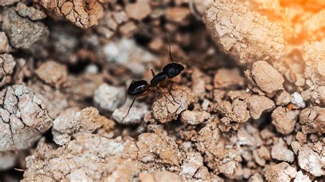 How Do You Tell If Ants are Nesting in Your House