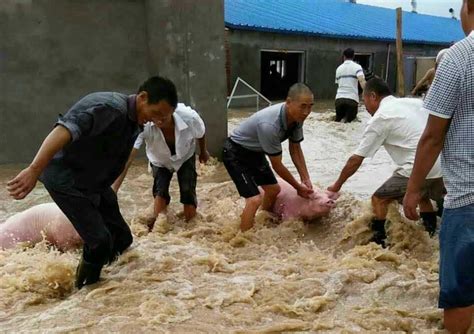 抢险一线：南漳30多个“救猪哥”在洪水中救出850头生猪_长江云 - 湖北网络广播电视台官方网站