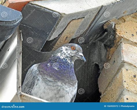 Pigeon Nesting On Spotlight. Pigeon Sits On The Nest Stock Photography ...