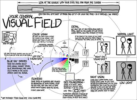 Image result for Human Vision Field of View
