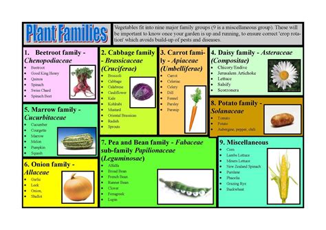 Vegetable Families For Crop Rotation