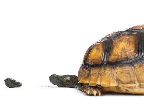 Image result for Snapping Turtle Poop