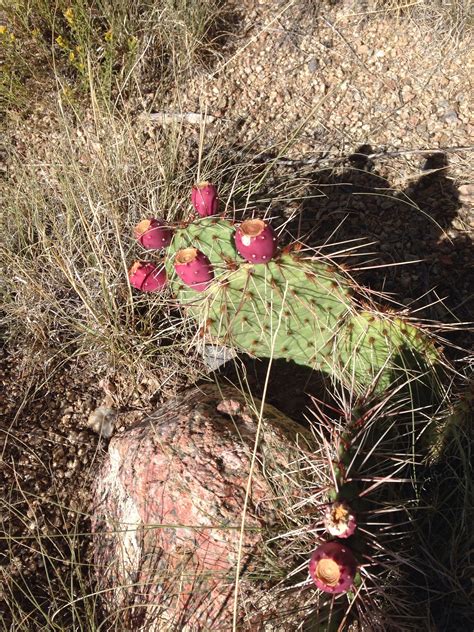Prickly pear cactus High Desert Albuquerque New Mexico September 2014 ...