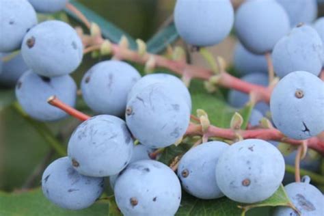 Oregon Grape
