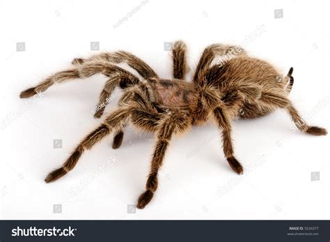 Chilean Rose Hair Tarantula Grammostola Rosea Stock Photo 5534377 ...