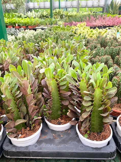 Euphorbia Trigona – Dream Green