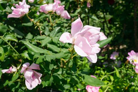 Care Of Knock Out Roses: Tips For Growing Knock Out Roses