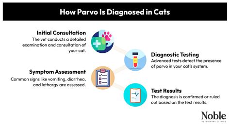 The Complete Guide to Parvo in Cats: From Causes to Care