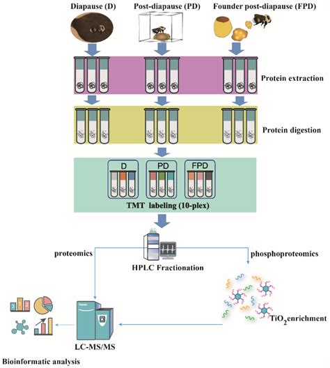 Integrative Proteomic and Phosphoproteomic Analyses Revealed Complex ...