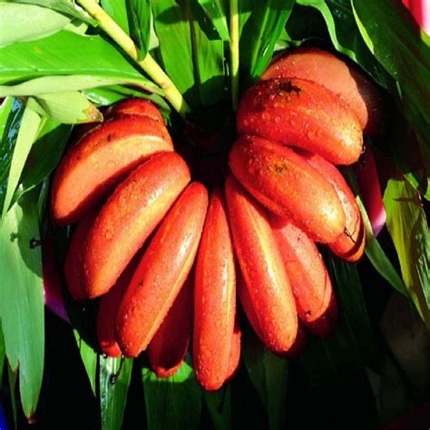 Red Banana/Red Chakrakeli - Fruit Plants & Tree – Exotic Space