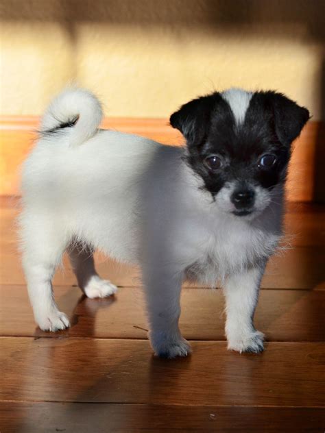 Chihuahua Shih Tzu Blanding Shih Tzu Pug Mix Facts