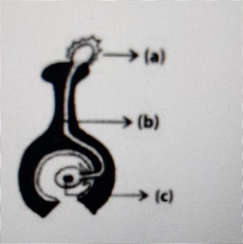 In the diagram given below, label the parts marked (a), (b) and(c) and ...