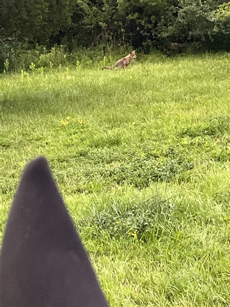 Do Coyotes Bark Like Dogs