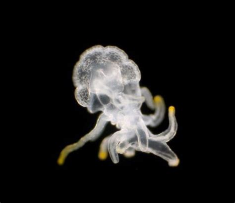 深海恐惧症：诡异的海底生物，你能坚持看几张？