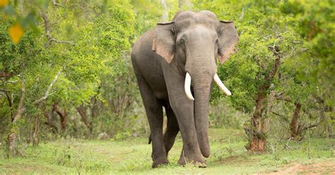 World Elephant Day: The rewilding of Rivaldo in Tamil Nadu gives hope ...