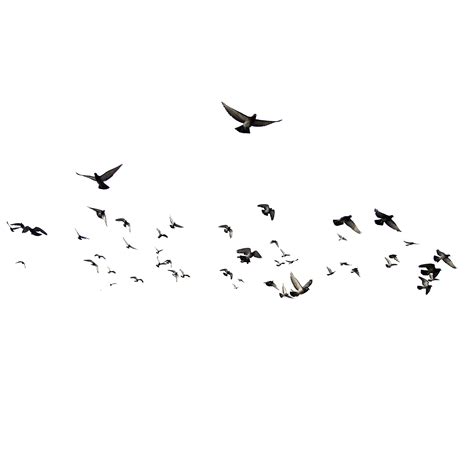 Flying Flock of Birds PNG File | PNG All