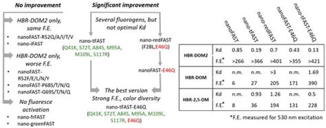 A Combination of Library Screening and Rational Mutagenesis Expands the ...