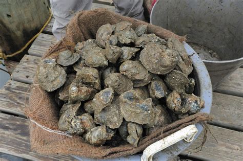 Warming waters are ‘scrambling ocean life’ on all sides of the United ...