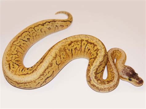 Image result for Inferno Ball Python