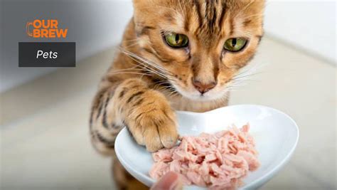 Homemade Cat Food Vs Store Bought at Delbert Sanders blog