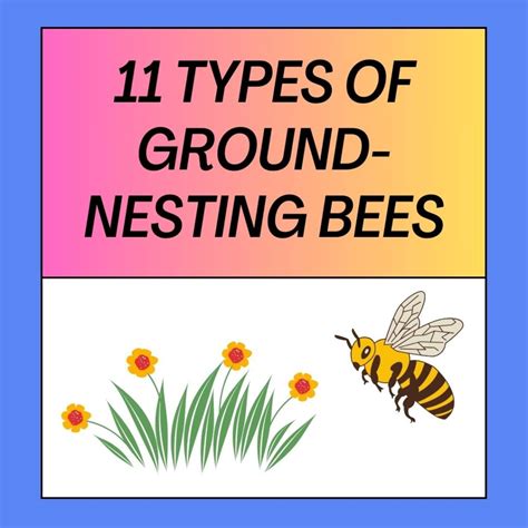 11 Types Of Ground-Nesting Bees You Must Know