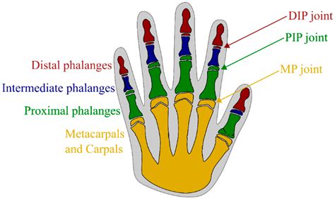 Finger Joint Explanation at Logan Macartney blog